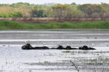 Asian Water Buffalo 0928.jpg