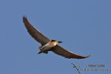 Nankeen Night-Heron 3443.jpg