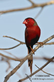 Crimson Finch 0734.jpg