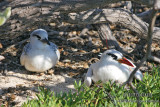 Red-tailed Tropicbird 3883.jpg