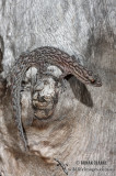 Christinus marmoratus 1338.jpg