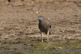 Brown Goshawk 2361.jpg
