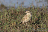 Brown Songlark 2273.jpg