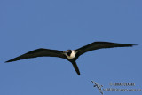 Lesser Frigatebird 3242.jpg
