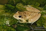 Litoria pallida 2044.jpg