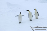 Emperor Penguin a3946.jpg