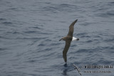 Grey-headed Albatross a8405.jpg