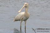 Yellow-billed Spoonbill a9484.jpg