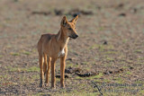 Australian Dingo 2437.jpg