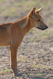 Australian Dingo 2449.jpg