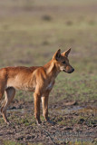 Australian Dingo 2480.jpg