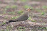 Oriental Pratincole 7819.jpg