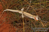 Strophurus taeniatus 2204.jpg