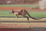 Agile Wallaby 7348.jpg