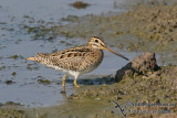 Swinhoes Snipe 1880.jpg