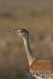 Australian Bustard 2360.jpg