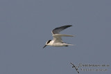 Little Tern 1506.jpg
