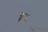 Little Tern 1507.jpg