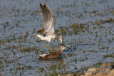 Wood Sandpiper 1759.jpg