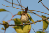 Red-backed Fairy-wren 7935.jpg