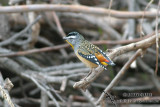 Spotted Pardalote 6595.jpg