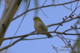 Forty-spotted Pardalote 3544.jpg