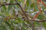 Forty-spotted Pardalote 3552.jpg
