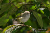 Mountain Thornbill 9677.jpg