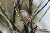 Inland Thornbill 0007.jpg