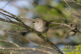 Inland Thornbill 0077.jpg