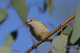 Striated Thornbill 0813.jpg