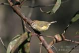 Striated Thornbill 7560.jpg