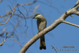 Singing Honeyeater 9026.jpg