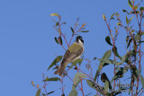 Black-chinned Honeyeater 7433.jpg