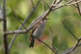 Brown-backed Honeyeater 9884.jpg