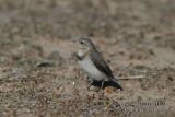 White-fronted Chat 4656.jpg