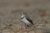 White-fronted Chat 4658.jpg