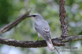 White-bellied Cuckoo-shrike 4331.jpg