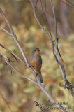 Red-lored Whistler 9867.jpg