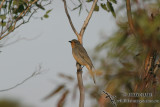 Red-lored Whistler 9868.jpg