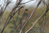Red-lored Whistler 9893.jpg