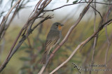 Red-lored Whistler 9894.jpg