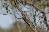 Red-lored Whistler 9899.jpg