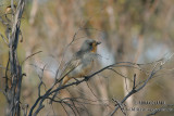 Red-lored Whistler 9930.jpg