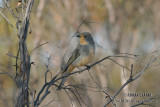 Red-lored Whistler 9932.jpg