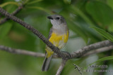 Mangrove Golden Whistler 0635.jpg