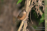 Little Shrike-thrush 7967.jpg