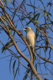 Masked Woodswallow 9594.jpg