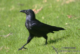 Ravens and Crows