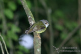 Pale-yellow Robin 9531.jpg